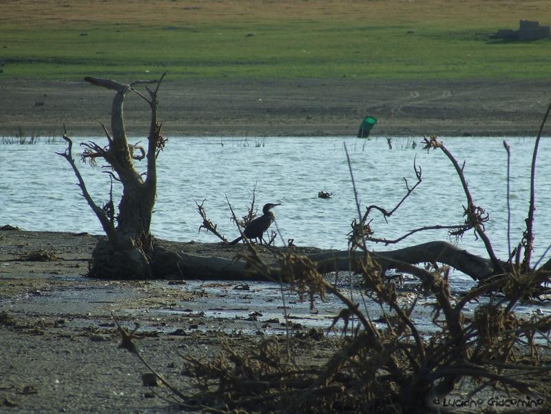 giovane cormorano